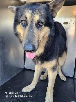 German Shepherd Dog Dogs Available for Adoption - JOEY | PetCurious