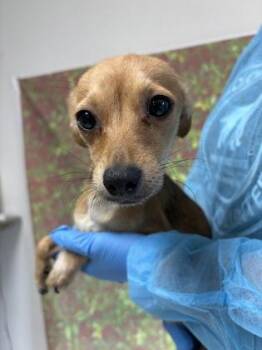 Chihuahua and Mixed Breed Dogs Available for Adoption in San Antonio, Texas - Nicha | PetCurious