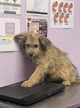 61227145 -  Terrier and Mixed Breed Dog for Adoption in El Paso, Texas - 61227145 | PetCurious