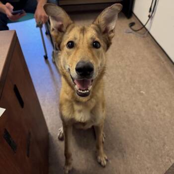 Ace -  Mixed Breed Dog for Adoption in Brentwood, Missouri - Ace | PetCurious