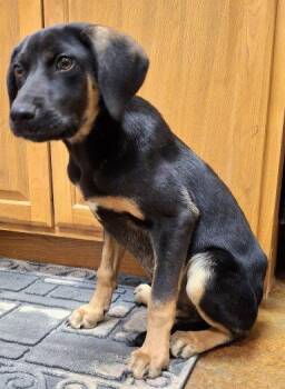 Coonhound and Catahoula Leopard Dog Dogs Available for Adoption - Max | PetCurious