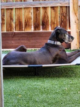 Daisy -  Great Dane Dog for Adoption in Carson City, Nevada - Daisy | PetCurious