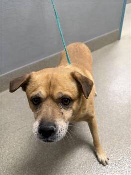 JACK DANIELS -  Beagle and Mixed Breed Dog for Adoption in Las Vegas, Nevada - JACK DANIELS | PetCurious