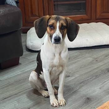 Rescue Beagle Dogs for Adoption in Winchester, Virginia - Tootie 2 | PetCurious