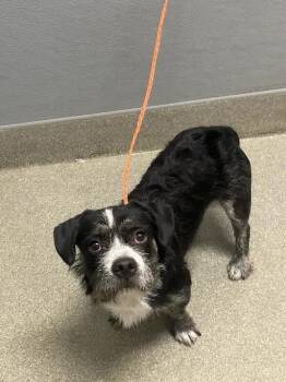 TOBBY -  Border Terrier and Mixed Breed Dog for Adoption in Las Vegas, Nevada - TOBBY | PetCurious