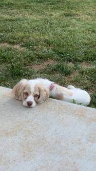 Cocker Spaniel Dogs Available for Adoption - Winnie | PetCurious