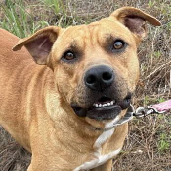 Black Mouth Cur and Mixed Breed Dogs Available for Adoption in Marshall, Texas - Auto | PetCurious