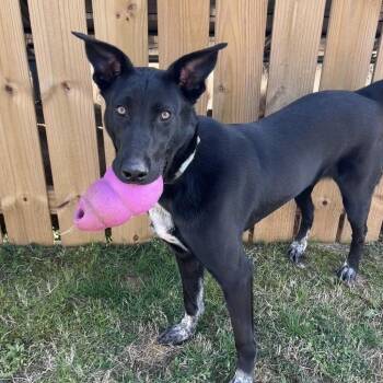 Belgian Shepherd Malinois Dogs Available for Adoption in Columbia, South Carolina - Tripp | PetCurious