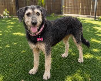 Kiki -  Wirehaired Terrier Dog for Adoption in Houston, Texas - Kiki | PetCurious