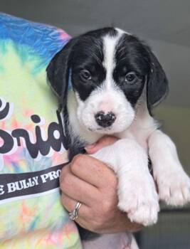 Stan -  Terrier Dog for Adoption in Lakeland, Florida - Stan | PetCurious