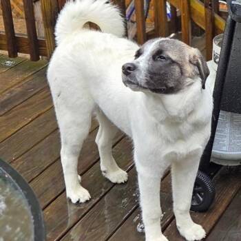 Lexi - in New England -  Anatolian Shepherd Dog for Adoption in Waitsfield, Vermont - Lexi - In New England | PetCurious