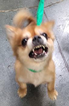 Pen 212d Dutch -  Chihuahua Dog for Adoption in Lawrenceville, Georgia - Pen 212d Dutch | PetCurious