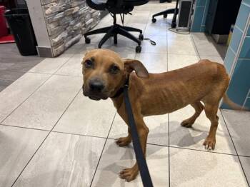 SCOOBY -  Rat Terrier Dog for Adoption in Rowlett, Texas - SCOOBY | PetCurious