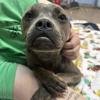 Rescue Pit Bull Terrier and Mixed Breed Dogs for Adoption in Tulsa, Oklahoma - Camila | PetCurious