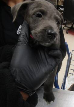 Pit Bull Terrier Dogs Available for Adoption in Marietta, Georgia - Marie(315) | PetCurious