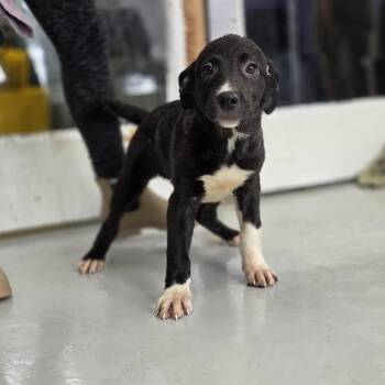 Shepherd and Mixed Breed Dogs Available for Adoption - Lola | PetCurious