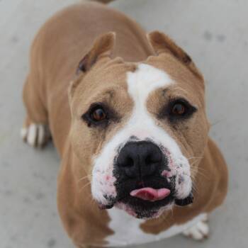 Honeybun -  American Bully and Staffordshire Bull Terrier Dog for Adoption in Yucca Valley, California - Honeybun | PetCurious
