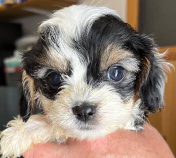 Nestle -  Poodle and Cocker Spaniel Dog for Adoption in Thompson Falls, Montana - Nestle | PetCurious