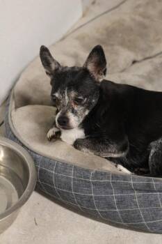 Chihuahua Dogs Available for Adoption - Taff | PetCurious