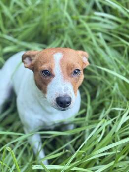 Penny -  Jack Russell Terrier Dog for Adoption in Klein, Texas - Penny | PetCurious
