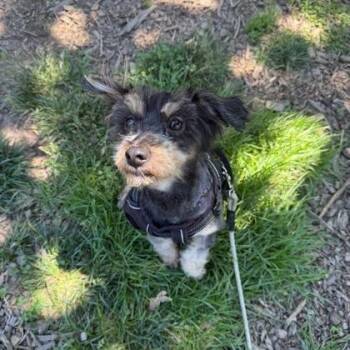Poodle and Mixed Breed Dogs Available for Adoption in Arlington, Virginia - Wooly | PetCurious