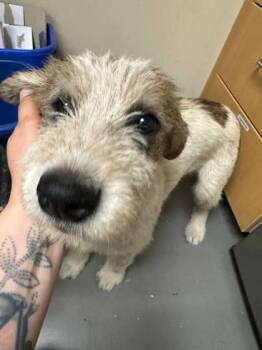 Maple Syrup -  Mixed Breed Dog for Adoption in Bellingham, Washington - Maple Syrup | PetCurious