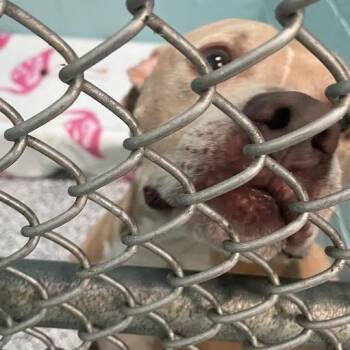 Chance -  Mixed Breed Dog for Adoption in Port Charlotte, Florida - Chance | PetCurious