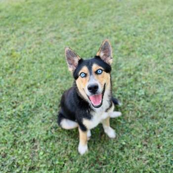 Siberian Husky Dogs Available for Adoption - Bazooka | PetCurious