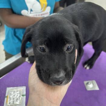 Ghoul -  German Shorthaired Pointer Dog for Adoption in Indianapolis, Indiana - Ghoul | PetCurious