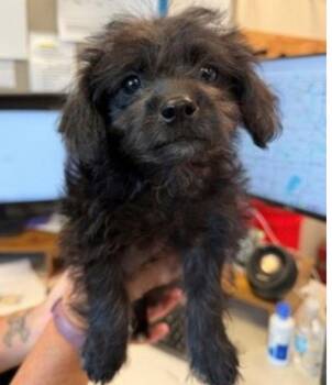 Pips -  Poodle and Terrier Dog for Adoption in Bloomfield, Connecticut - Pips | PetCurious