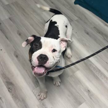 Ravioli -  Terrier Dog for Adoption in St. Louis, Missouri - Ravioli | PetCurious