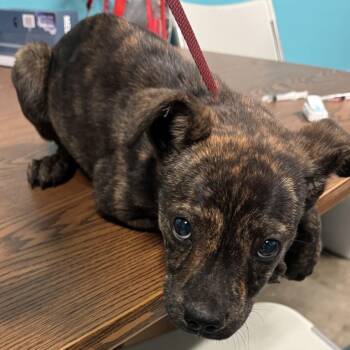 Paisley -  Chow Chow and Mixed Breed Dog for Adoption in Columbus, Georgia - Paisley | PetCurious