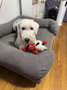 Rescue Old English Sheepdog Dogs for Adoption in New York, New York - Sun | PetCurious
