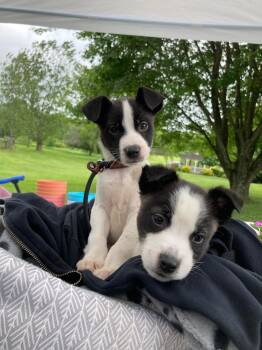 Pinky -  Mixed Breed Dog Available for Adoption in New Windsor, New York - Pinky | PetCurious