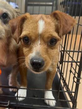 Dixie -  Terrier Dog for Adoption in Nacogdoches, Texas - Dixie | PetCurious