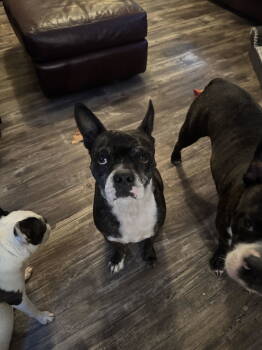 Rescue Boston Terrier and Boxer Dogs for Adoption in Gulfport, Mississippi - Luna | PetCurious