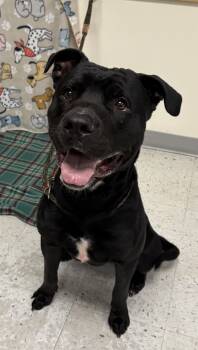 Rescue Pit Bull Terrier Dogs for Adoption in Salt Lake City, Utah - Blaze | PetCurious