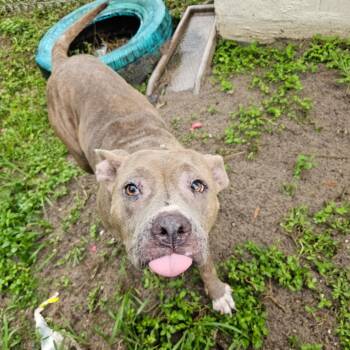 Luna -  Mixed Breed Dog for Adoption in Lake Panasoffkee, Florida - Luna | PetCurious
