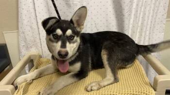 Siberian Husky Dogs Available for Adoption in Modesto, California - A611031 | PetCurious