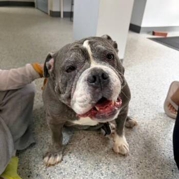 Luna -  English Bulldog Dog for Adoption in Scituate, Massachusetts - Luna | PetCurious