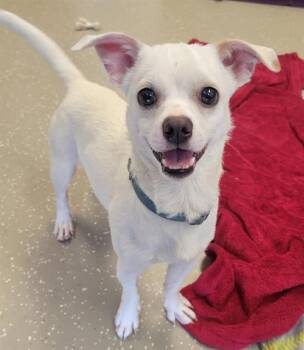 Chihuahua and Mixed Breed Dogs Available for Adoption in Fort Wayne, Indiana - WHITE FANG | PetCurious