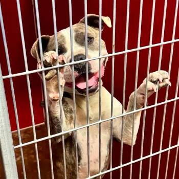 AOK-Stray-260 -  Pit Bull Terrier Dog for Adoption in Tonasket, Washington - AOK-Stray-260 | PetCurious