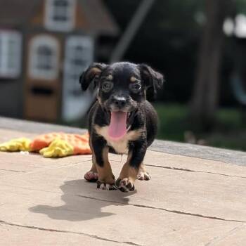 Zoodle -  Mixed Breed Dog for Adoption in Fredericksburg, Virginia - Zoodle | PetCurious