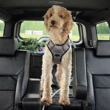 Standard Poodle Dogs Available for Adoption in Baton Rouge, Louisiana - Patch | PetCurious