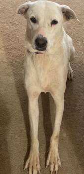 Mixed Breed Dogs Available for Adoption in Fayetteville, Arkansas - Leona | PetCurious
