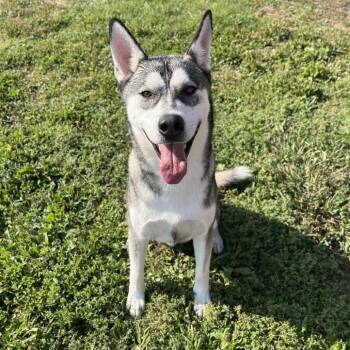 Chucky -  Mixed Breed Dog for Adoption in Spokane, Washington - Chucky | PetCurious
