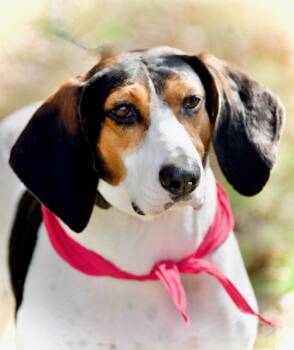 Sadie -  Mixed Breed Dog for Adoption in Hopkinton, Massachusetts - Sadie | PetCurious