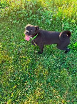 Travis -  Pug Dog for Adoption in New London, Wisconsin - Travis | PetCurious
