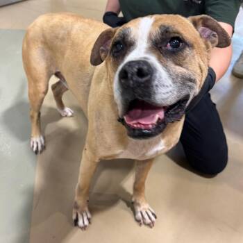 Mixed Breed Dogs Available for Adoption in Winston-salem, North Carolina - Axel | PetCurious