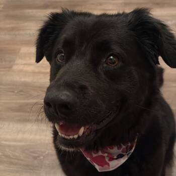 Retriever Dogs Available for Adoption - Stoney | PetCurious